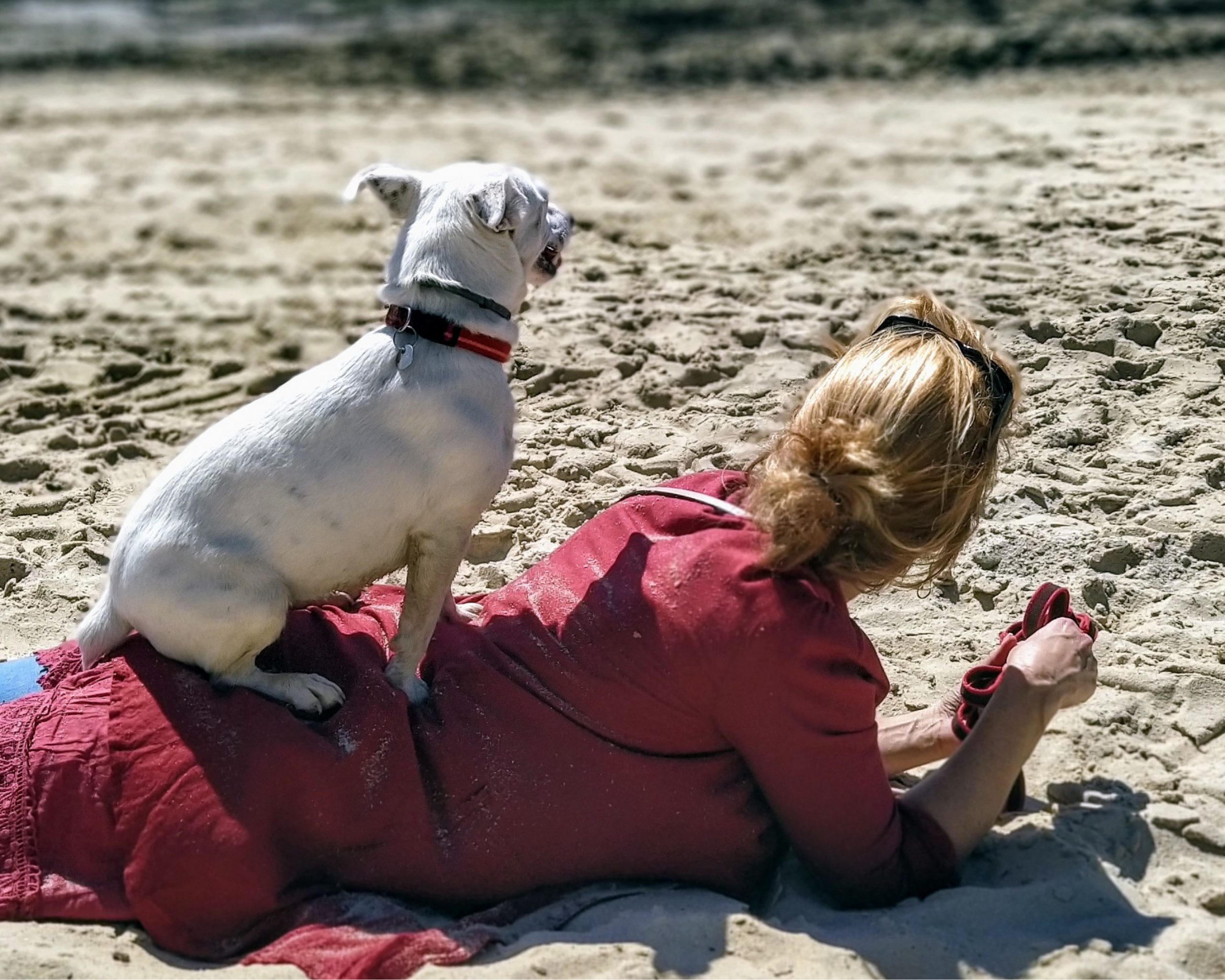 photo5 Comportementaliste canin cestas (gironde)